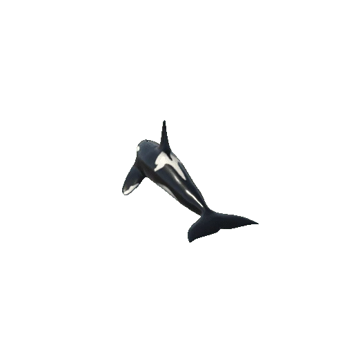 Killer_whale_Mesh_rig Variant